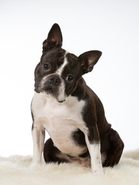 Boston terrier dog tilting head funny. Funny looking puppy.. Image taken in a studio with white background. Isolated on white.
