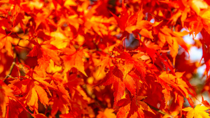 Naklejka na ściany i meble beautiful japanese red maple tree, autumn background
