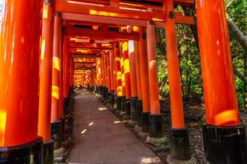 red Torii path with sun beams, tourist famous place in Japan, Kyoto