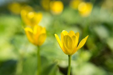 Yellow blooming flowers sunny macro close up nature blurred wild green background