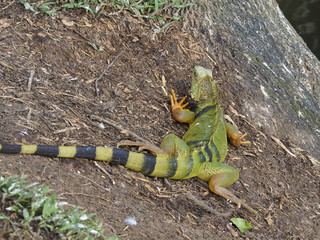 Big Green Iguana