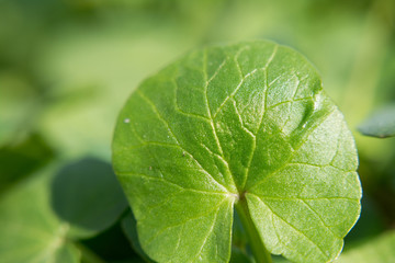 Green spring small leaves with blurred background grass fresh close up sunny macro natural 