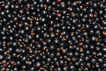  background of black currants