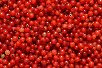 background of red berries