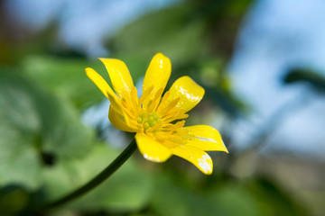 Yellow botany spring beautiful flower macro nature bloom blurred contrast background