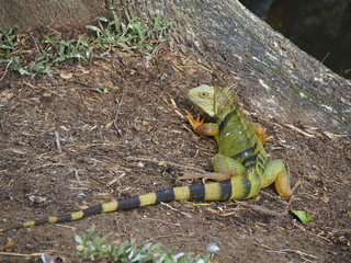 Big Green Iguana