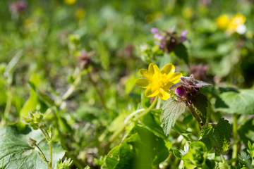 Yellow and violet spring flowers green sunny closeup nature beautiful background 