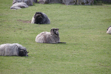 Three Heidschnucke sheep lying on field