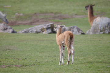 Naklejka na ściany i meble Cute light brown llama foal standing on a green field