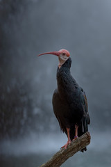 bird of prey