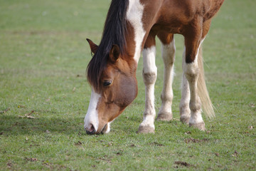 Naklejka na ściany i meble Closeup view of Beautiful brown pinto horse eating grass