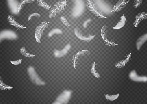 white feather png