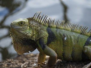 Big Green Iguana
