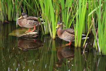 Flock of ducks and grass in Finland nature