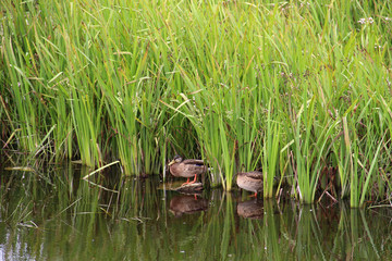 Flock of ducks and grass in Finland nature