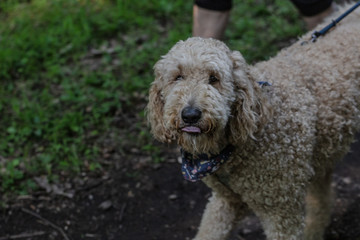 Golden Doodle on a Walk