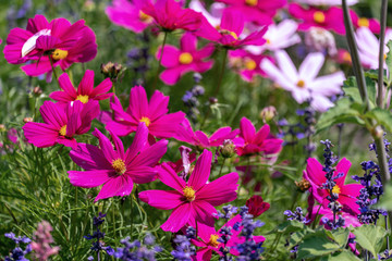 Colourful purple cosmea flower heads (garden cosmos)