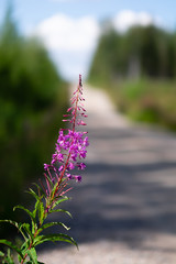 purple flower
