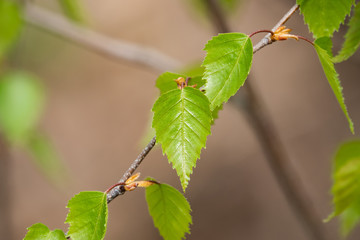 Young Birch Leaves in Springtime