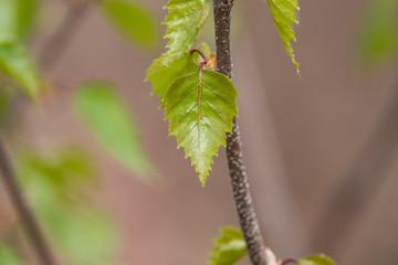 Young Birch Leaves in Springtime
