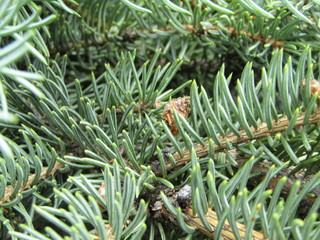 closeup of pine needles