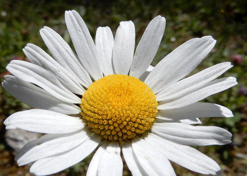 farbenfrohe wilde alpenblumen nahaufnahmen