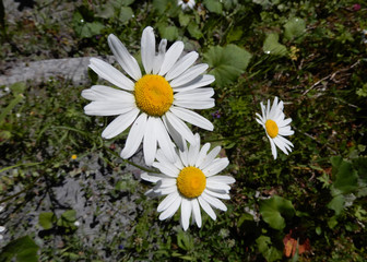 Obraz premium farbenfrohe wilde alpenblumen nahaufnahmen