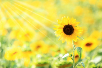 Pole słoneczników pod słońce.  © Stanisław Błachowicz