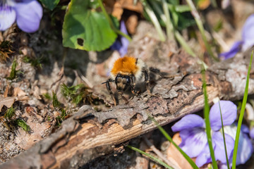 Bumblebee on Ground in Springtime