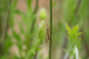 Crane Fly on Stem in Springtime