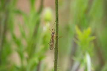 Crane Fly on Stem in Springtime