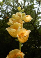 farbenfrohe wilde alpenblumen nahaufnahmen