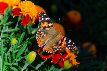 Fototapeta na wymiar Painted lady butterfly, Vanessa cardui, adult on orange marigold in summertime