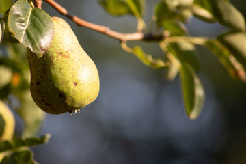Reife Birnen hängen am Ast im Garten und sind bereit zur Ernte, Smoothies und eine leckere Diät...