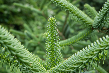 Spruce Leaves in Springtime