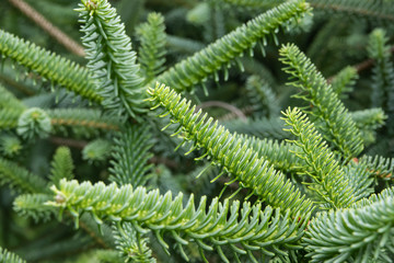 Spruce Leaves in Springtime