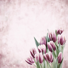 Holiday background with tulip flowers