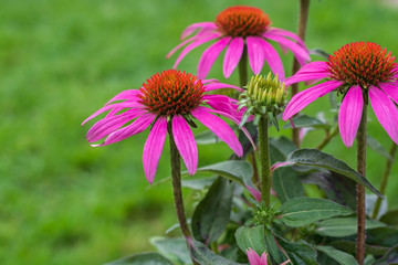 Lila Echinacea Blumen