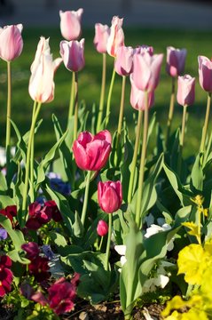 Tulipanes rosas y morados en parterres 