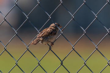 Vogel - Spatz am Zaun