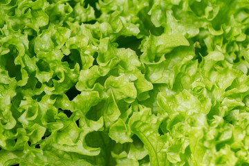 Fresh green leaves salad close up top view.  lettuce - healthy food