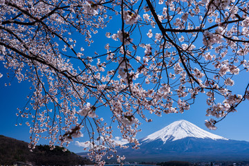 Mt. Fuji in the spring time with cherry blossoms at kawaguchiko Fujiyoshida, Japan.