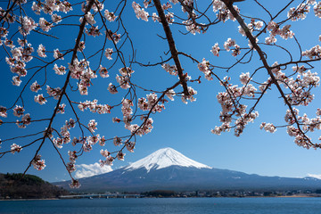 Mt. Fuji in the spring time with cherry blossoms at kawaguchiko Fujiyoshida, Japan.