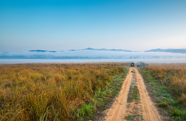 Foggy Morning In Grasslands of Dhikala, Corbett National Park, India