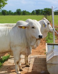 Two white Brahman cows stand next to a water trough at a cattle ranch.