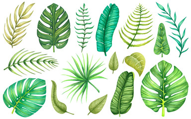 big set with watercolor tropical and exotic leaves