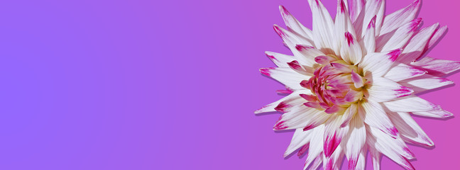 Banner with dahlia on a pink background