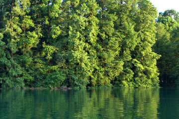 lake in the forest,water, lake, nature, river, landscape, tree, forest, green,summer,