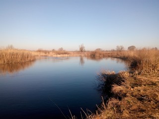River bed with reeds in the spring morning
