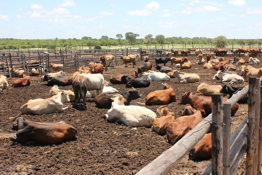 Cattle at a feedlot .Feedlot cattle spend around 85-90% of their lives on pasture. Cattle are generally taken to feedlots because pasture quality does not allow cattle to reach marketable weights.
